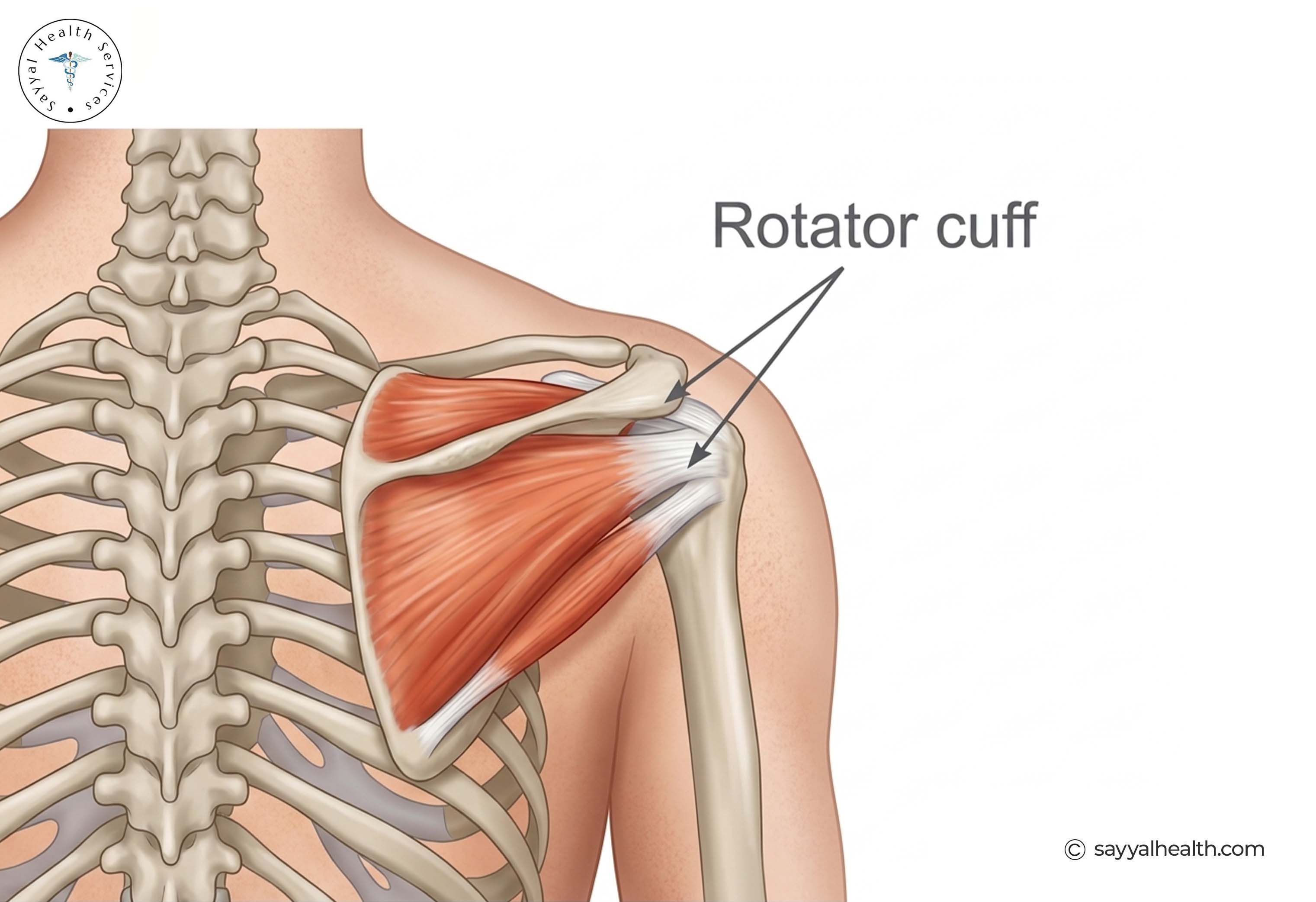 rotator cuff
